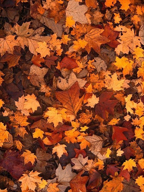 autumn-111315_640.jpg