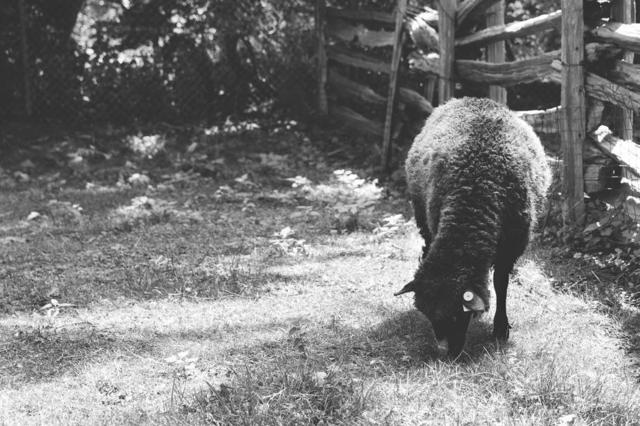 black-sheep-in-black-white.jpg