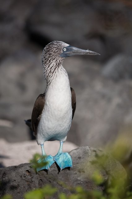 blue-footed-booby-on-rock.jpg