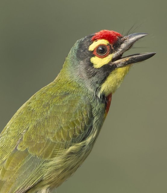 bright-green-bird-with-wide-open-beak.jpg