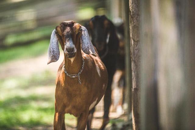 brown-goat.jpg