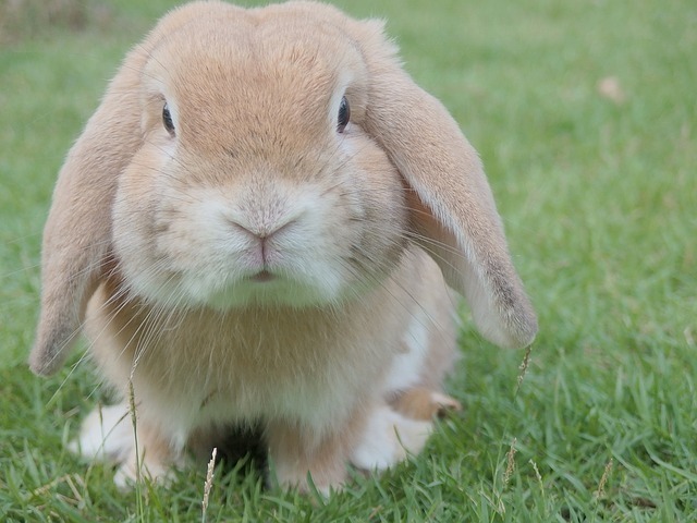 bunny-1149060_640.jpg