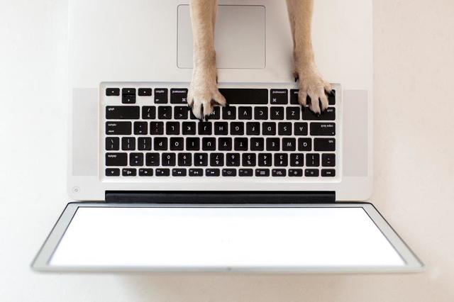 business-dog-paws-on-keyboard.jpg