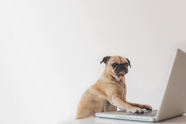 business-pug-working-on-laptop.jpg
