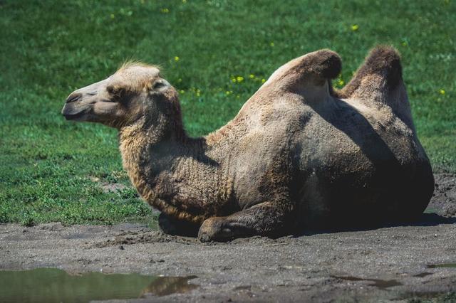 camel-lying-down.jpg