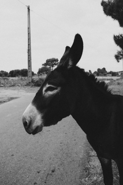 contemplative-donkey.jpg