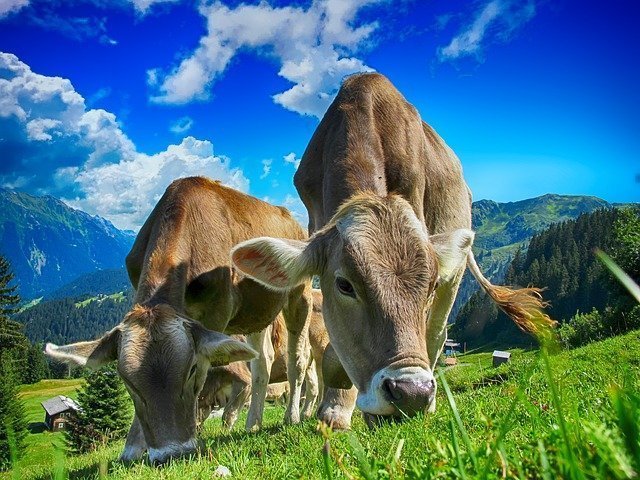 cows-2641195_640.jpg
