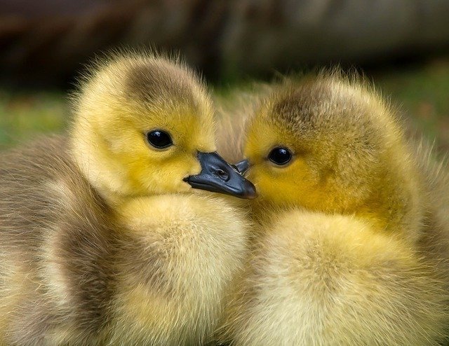 ducklings-1853178_640.jpg