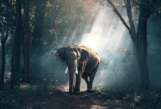 elephant-1822636_640.jpg