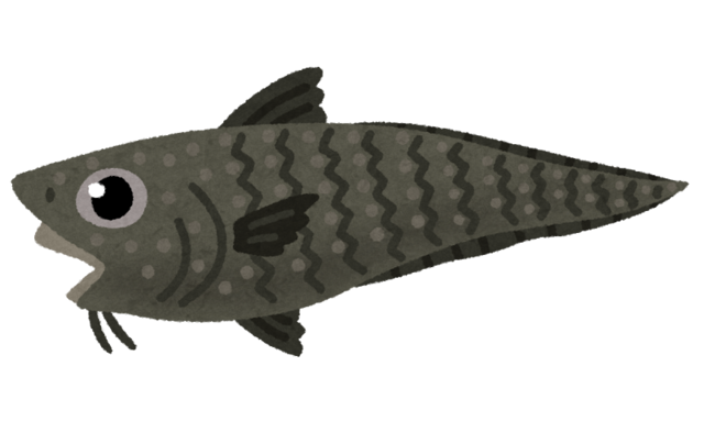 fish_ibarahige.png