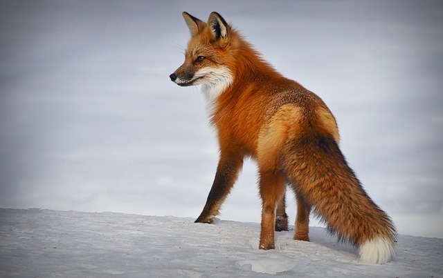 fox-4893199_640 (1).jpg