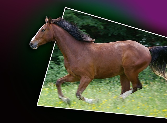 galloping-horse-94705_640.jpg