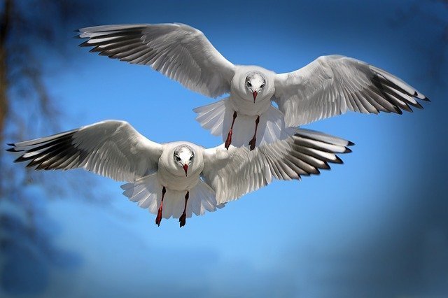 gulls-654046_640.jpg