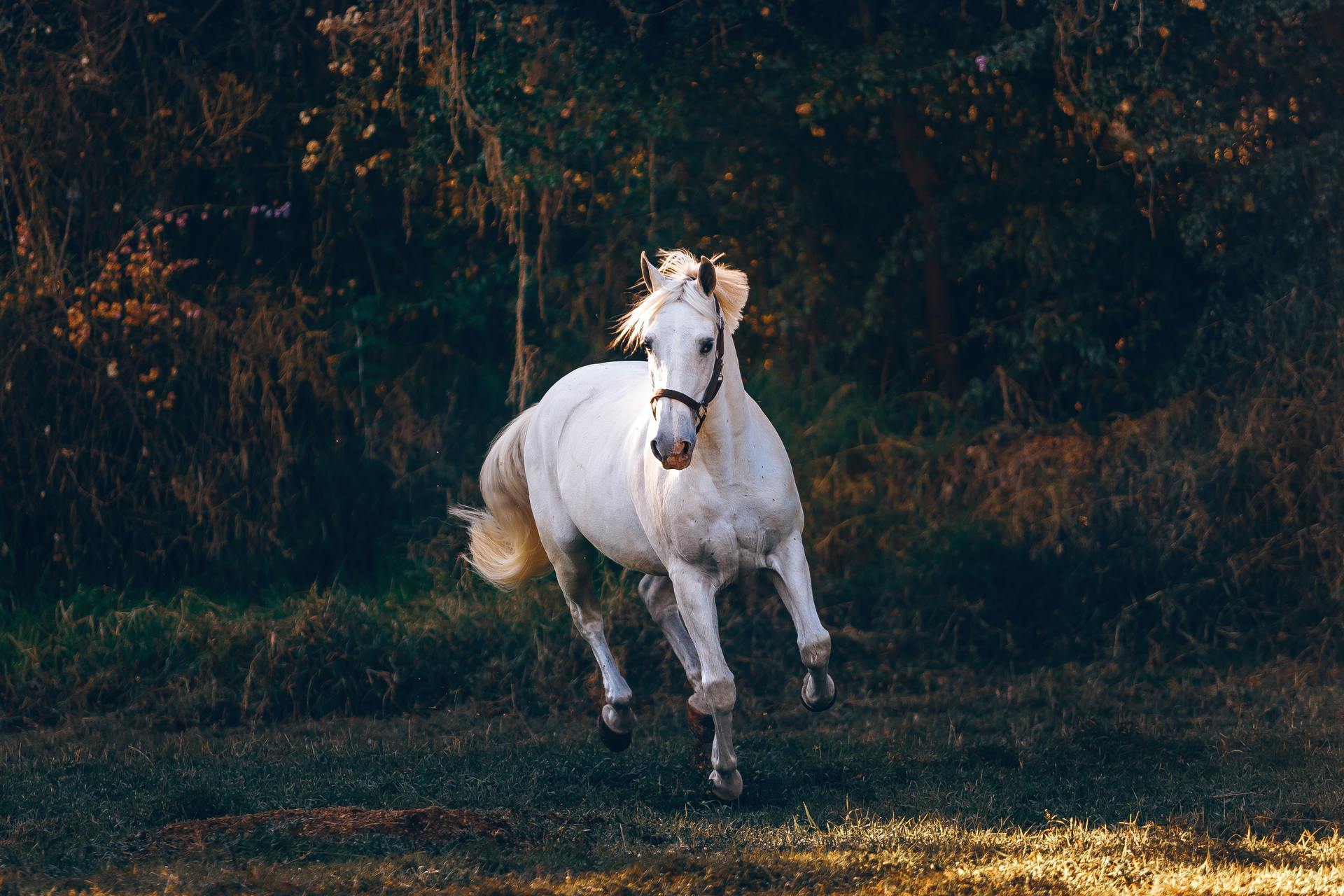 ゴールドシップ 競馬ろまん亭