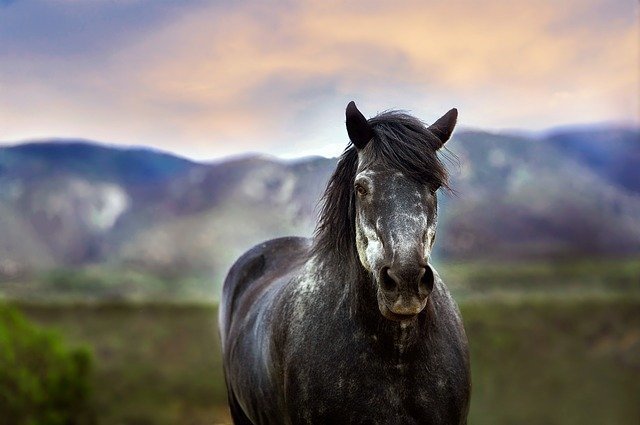 horse-1911400_640.jpg