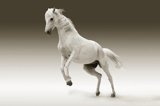 horse-561221_640.jpg