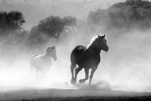 horses-430441_640 (2).jpg