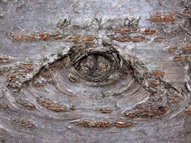 knothole-1187760_640.jpg