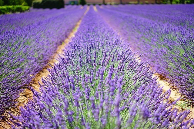 lavender-flowers-1595487_640.jpg