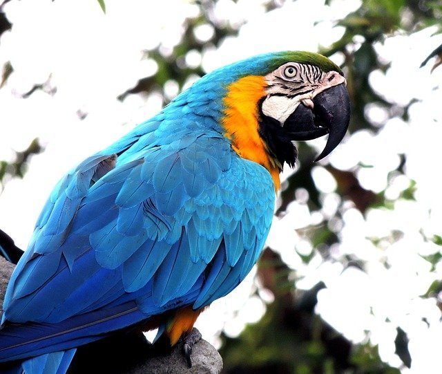 macaw-410144_640.jpg