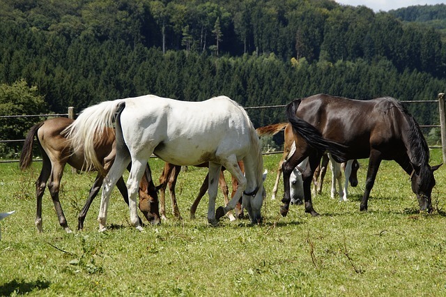 競馬 馬主 オルフェ 金細工師 とリュヌドール Lune D Or黄金の月 の子供の名前どうしよ よし