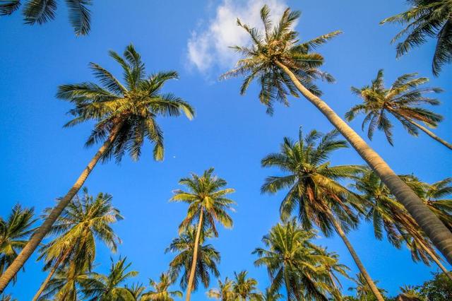 palm-trees-sky.jpg