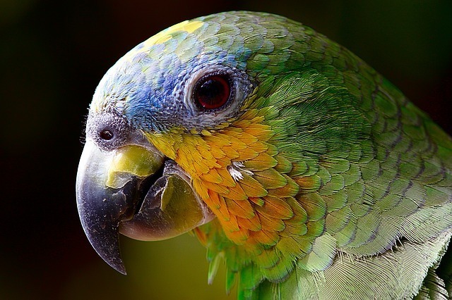 parrot-2756488_640.jpg