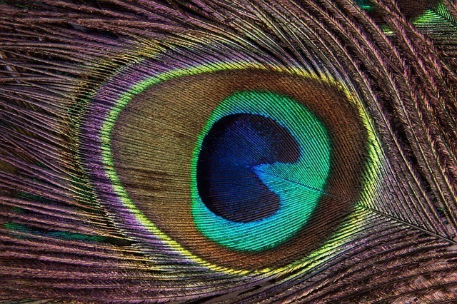 peacock-feather-186339_640.jpg