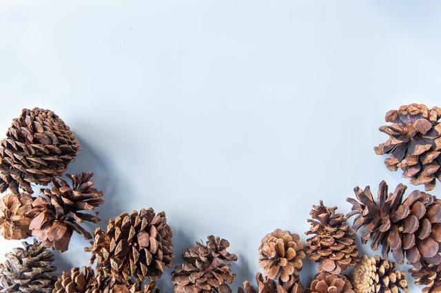 pinecones-on-blue.jpg