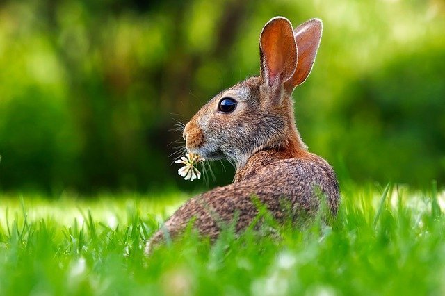 rabbit-1903016_640.jpg
