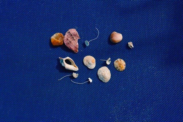 seashells-down-by-the-seashore.jpg