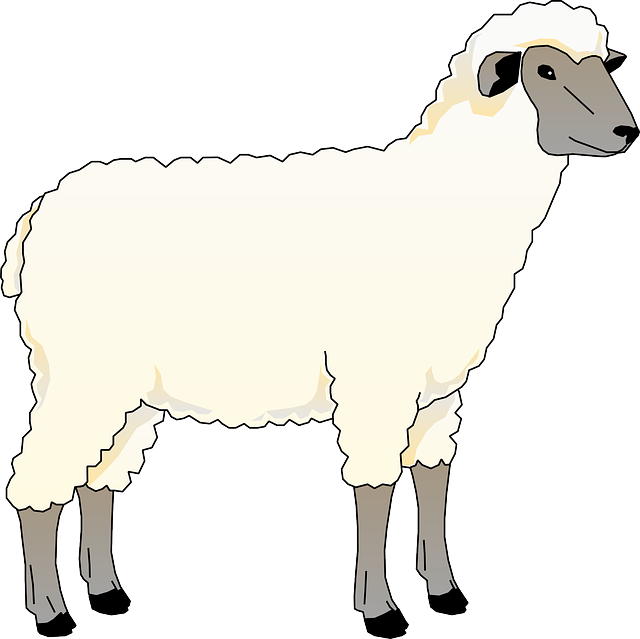 sheep-48357_640.png