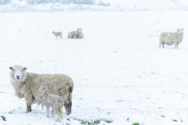 sheep-guiding-their-young-through-the-snow.jpg