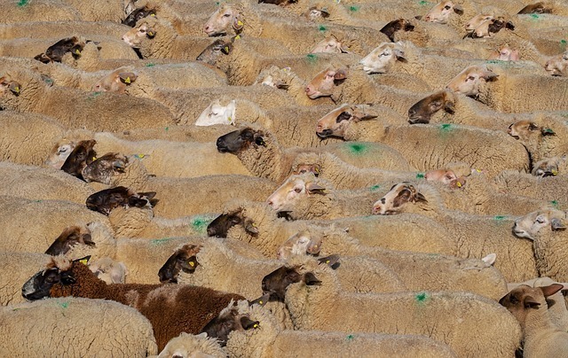 sheeps-3379578_640.jpg
