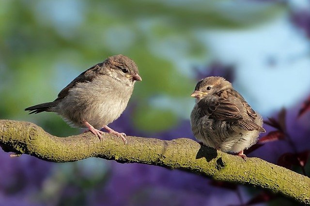 sparrows-3434123_640.jpg