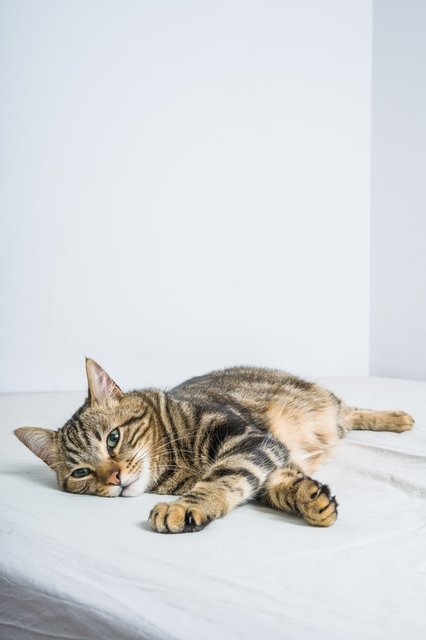 tabby-cat-lounging-around.jpg