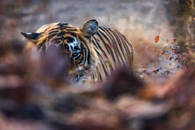tiger-resting-on-forest-floor.jpg