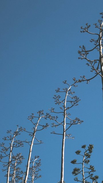 trees-standing-tall-with-blue-sky-iphone-wallpaper.jpg
