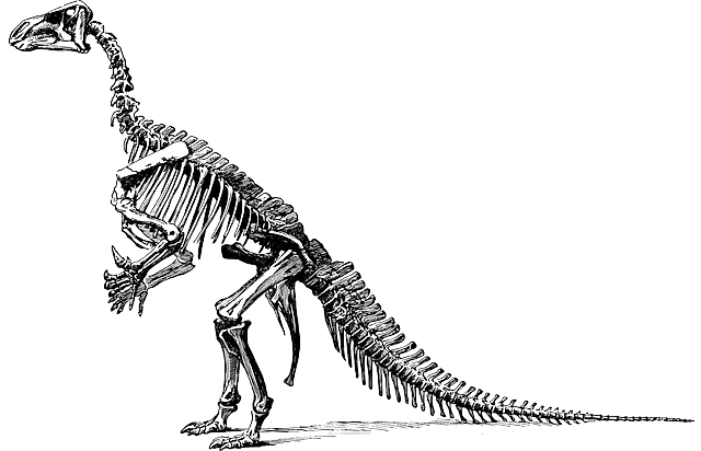 tyrannosaurus-148320_640.png