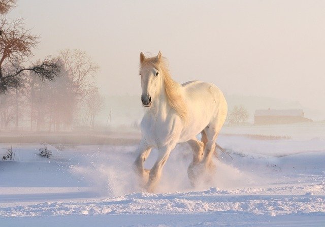 white-horse-3010129_640.jpg