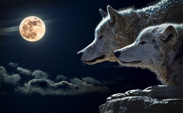 wolf-547203_640.jpg